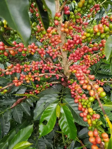 Bourbon rosado 500 g